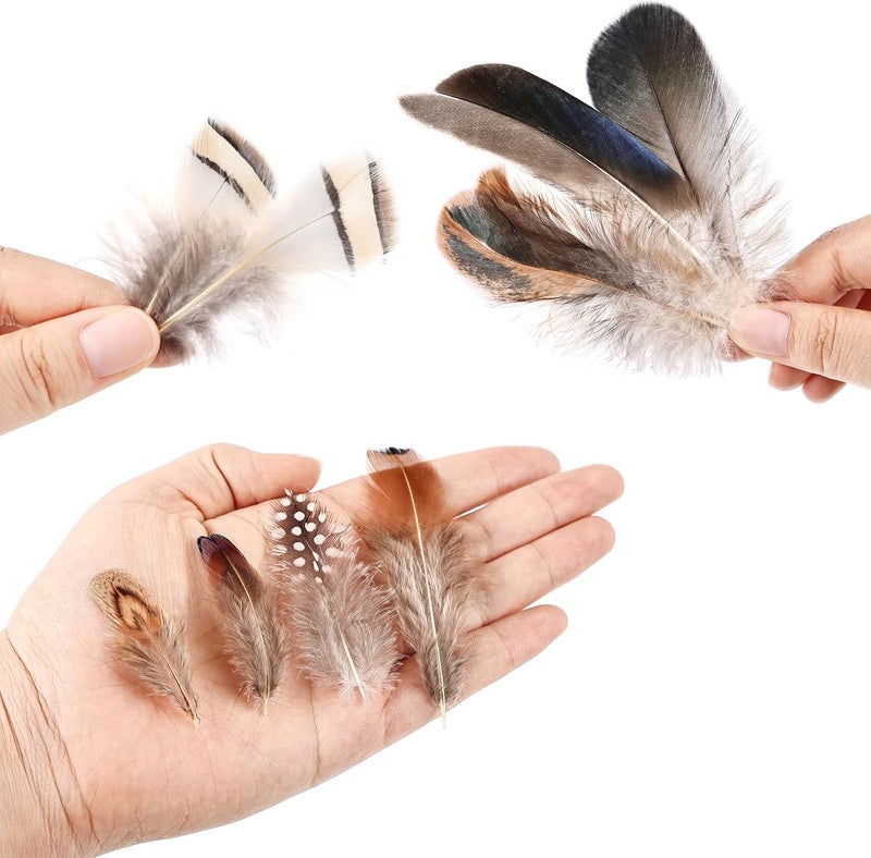 Daieeparty 270pcs Small Pheasant Feathers 9 Style Mixed Feathers Natural Feathers for Crafting Wedding Dream Catcher Hats Decoration - Image 3
